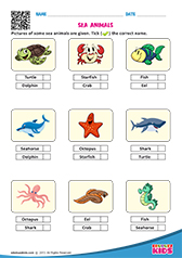 Sea Animals