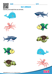 Sea Animals