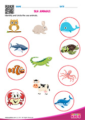 Sea Animals