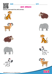 Science Wild Animals worksheets Kindergarten