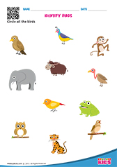 Science Birds worksheets Kindergarten