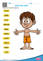 Science Body Parts worksheets Kindergarten