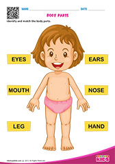 Science Body Parts worksheets pre-k